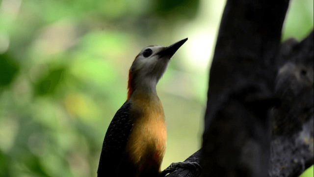 Jamaican Woodpecker - ML201842221