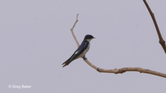 Pied-winged Swallow - ML201842371
