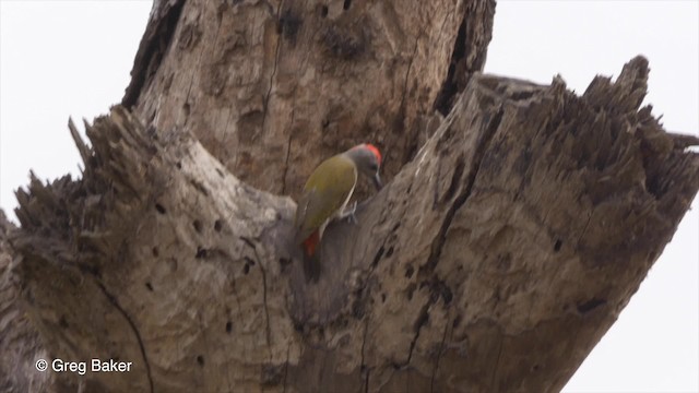 African Gray Woodpecker (Gray) - ML201842381