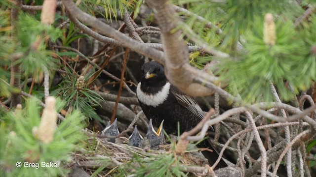 Ring Ouzel (Northern) - ML201842421