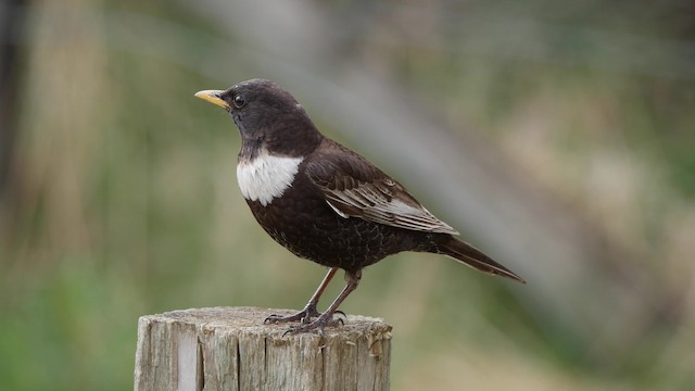 Ring Ouzel (Northern) - ML201842431