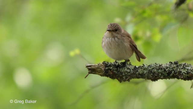 Spotted Flycatcher (Spotted) - ML201842561