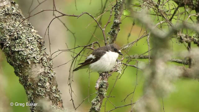  - European Pied Flycatcher