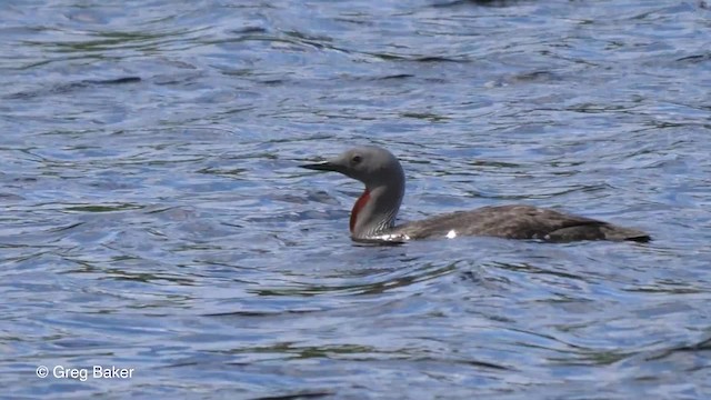Red-throated Loon - ML201842851