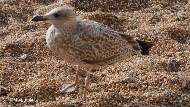 Herring Gull (European) - ML201842871