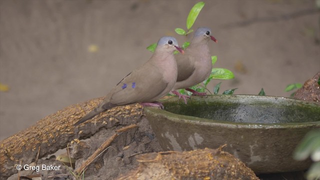 Blue-spotted Wood-Dove - ML201843031