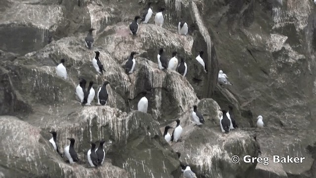 Thick-billed Murre - ML201843161