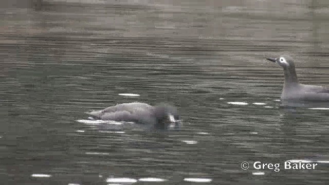 - Spectacled Guillemot