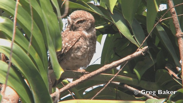 Spotted Owlet - ML201843271