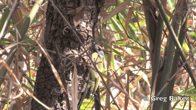 Gray-headed Woodpecker (Black-naped) - ML201843361