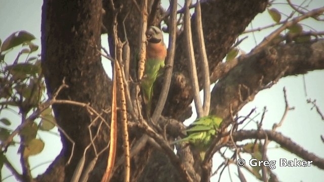 Red-breasted Parakeet - ML201843531
