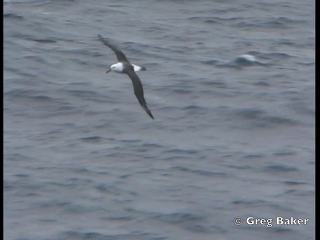 Albatros Ojeroso (melanophris) - ML201843781