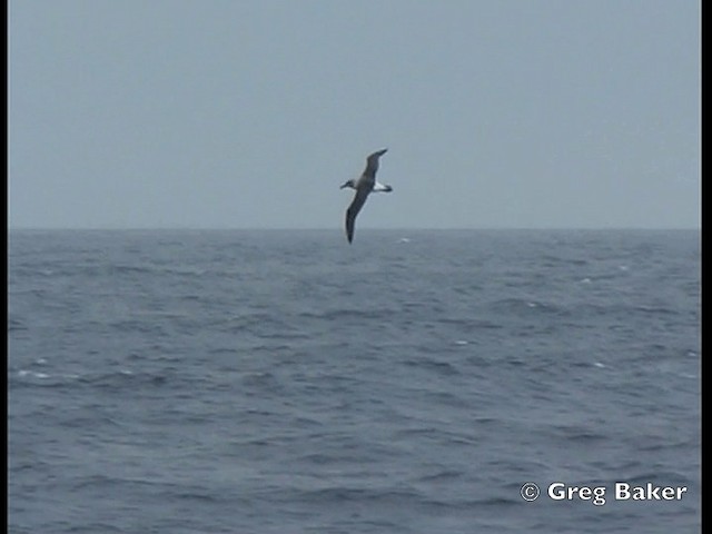 albatros šedohlavý - ML201843791