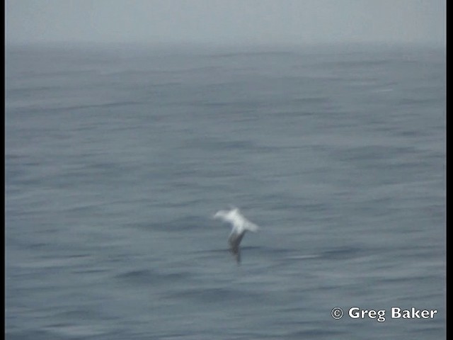 albatros královský - ML201843811