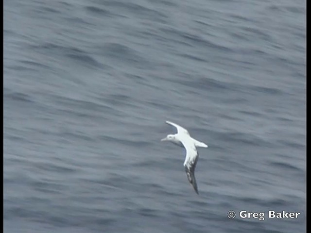 Snowy Albatross - ML201843821