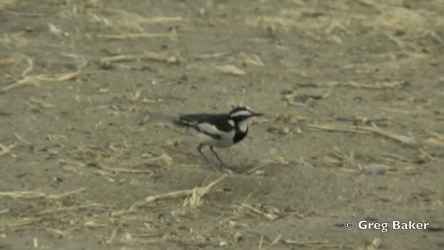 African Pied Wagtail - ML201844071