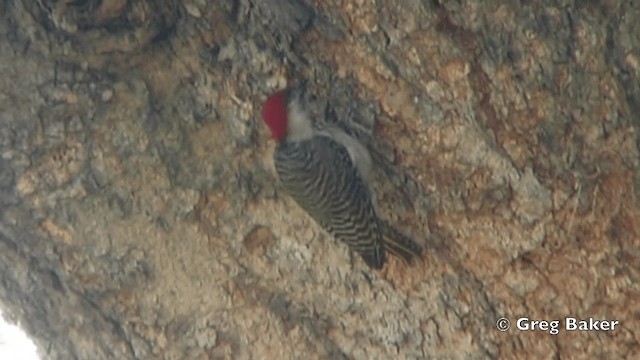 Cardinal Woodpecker - ML201844131