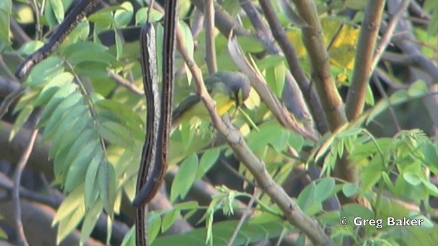 Yellow-fronted Canary - ML201844381