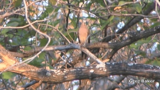 Blue-spotted Wood-Dove - ML201844441