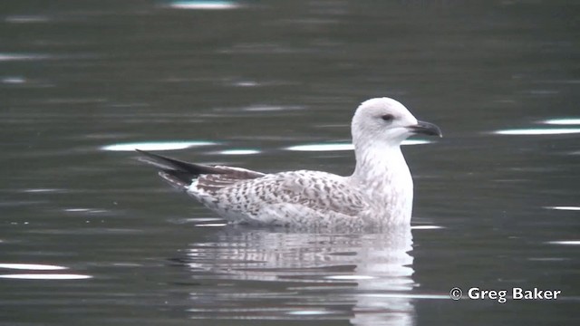 Herring Gull (European) - ML201844591