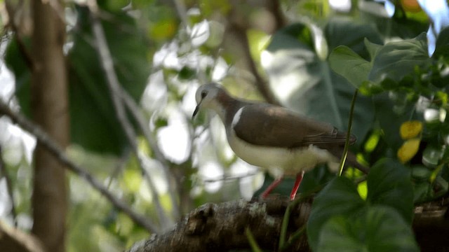 Ямайская голубка - ML201844811
