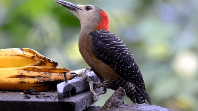 Jamaican Woodpecker - ML201844821