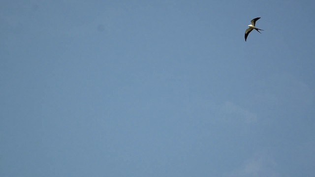 Swallow-tailed Kite - ML201844941