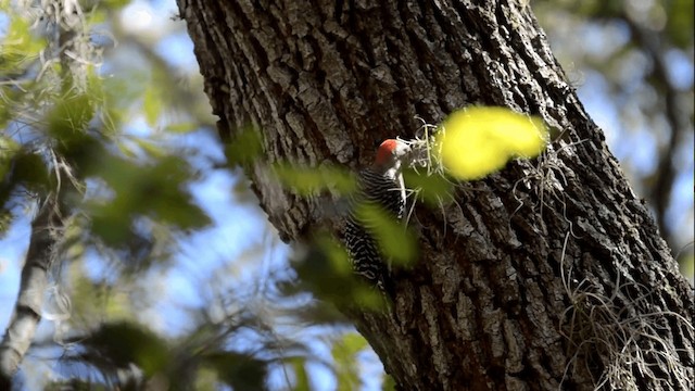 Red-bellied Woodpecker - ML201844971