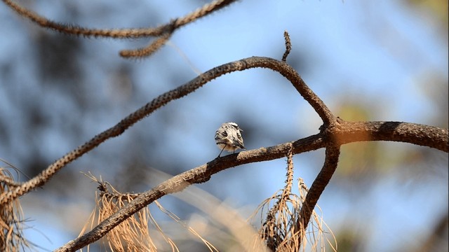 Black-throated Gray Warbler - ML201845031