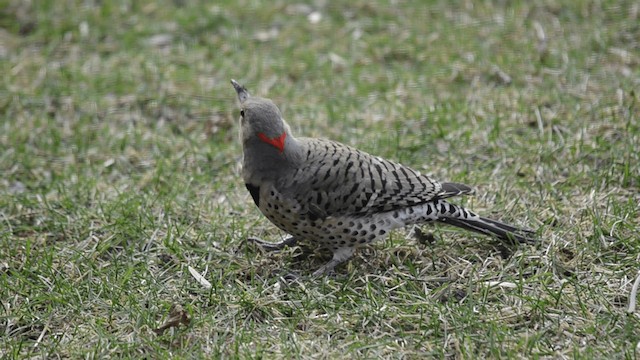 Northern Flicker (Yellow-shafted) - ML201845141