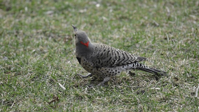 Pic flamboyant (auratus/luteus) - ML201845141