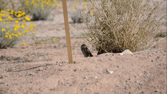 Burrowing Owl (Western) - ML201845181