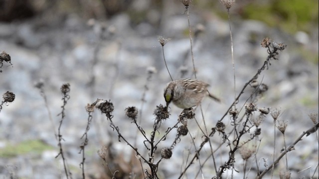 Golden-crowned Sparrow - ML201845301