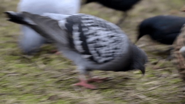Rock Pigeon (Feral Pigeon) - ML201845411