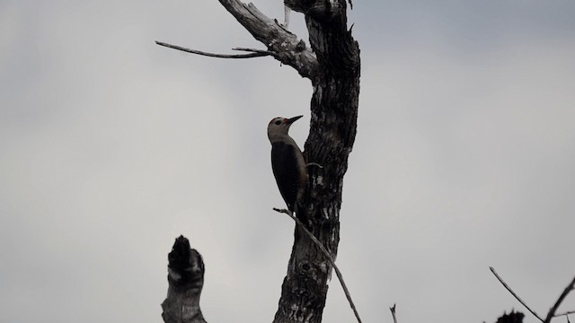 Golden-fronted Woodpecker (Velasquez's) - ML201845471