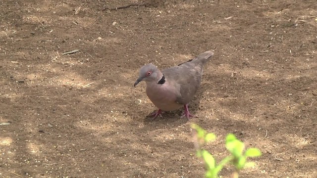 Mourning Collared-Dove - ML201846391
