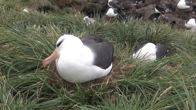 Albatros bekainduna (melanophris) - ML201846611