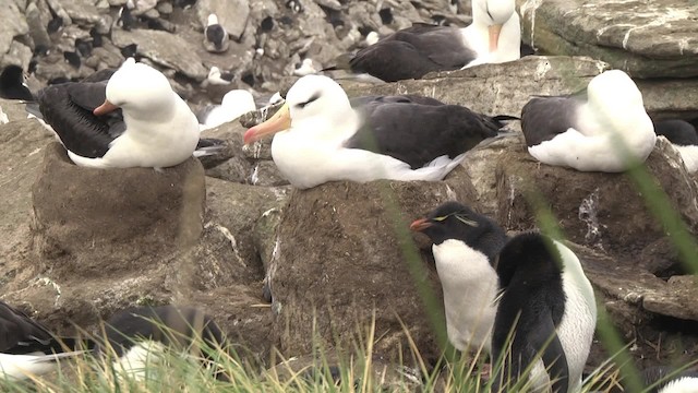 Black-browed Albatross (Black-browed) - ML201846621