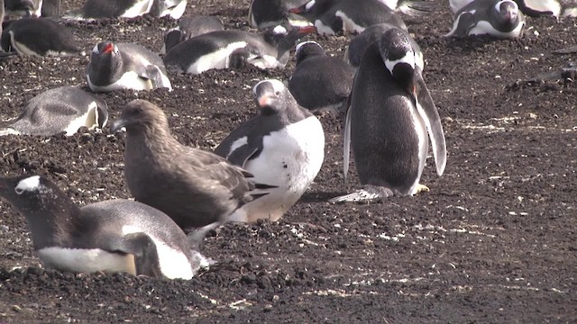 Brown Skua (Falkland) - ML201846781