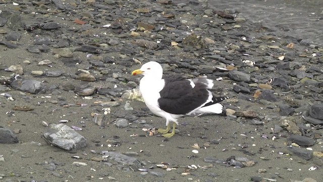 Kelp Gull (dominicanus) - ML201846881