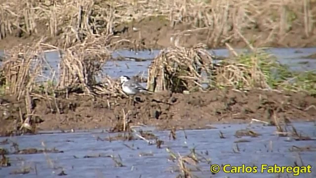 White Wagtail (White-faced) - ML201847641