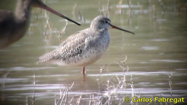 Spotted Redshank - ML201847701