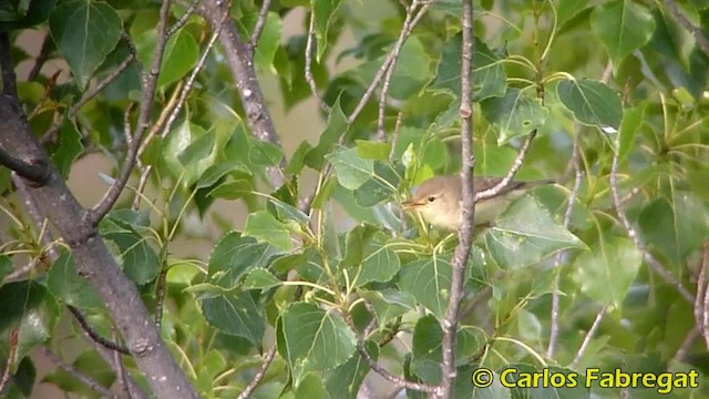 Melodious Warbler - ML201847721