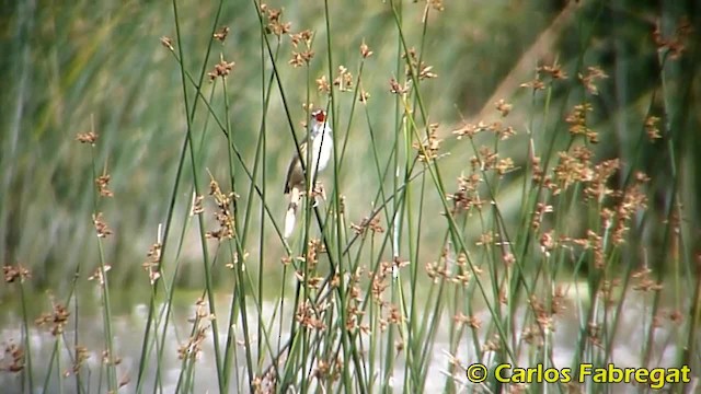 Great Reed Warbler - ML201847851