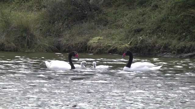 Black-necked Swan - ML201849131