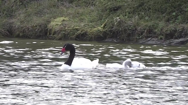Black-necked Swan - ML201849141