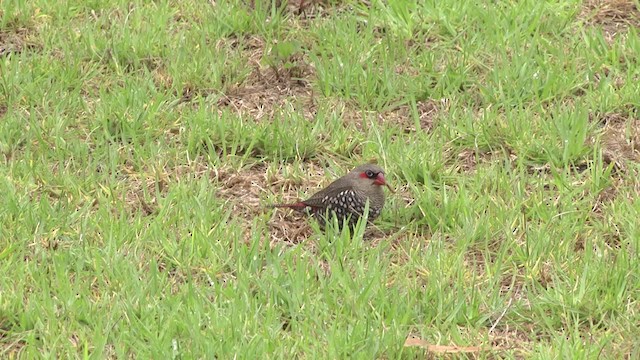 Red-eared Firetail - ML201849431