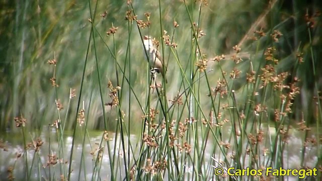 Great Reed Warbler - ML201850391