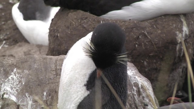 Southern Rockhopper Penguin (Western) - ML201851771