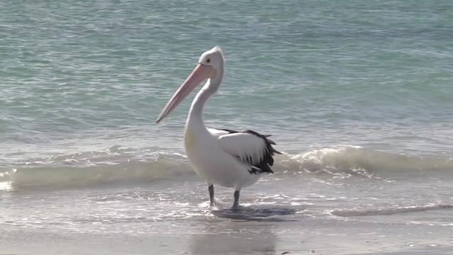 pelikán australský - ML201851831